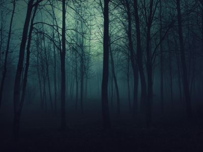 , forest, fog, blue, trees