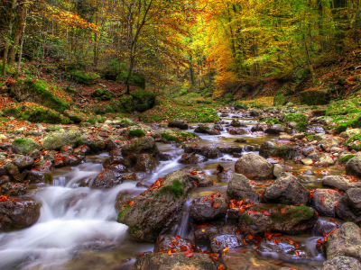 осень, листья, лес, река, вода, деревья, камни, Природа