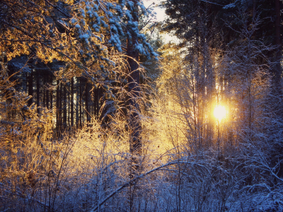 закат, снег, солнце, Зима, лес