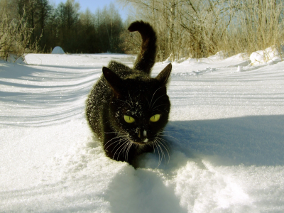 Зима, кот, лес, снег, чёрный
