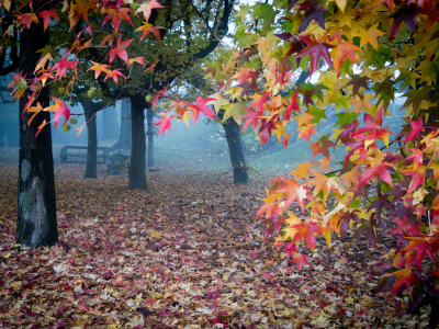 туман, листья, Сад, осень