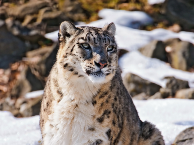 морда, uncia uncia, snow leopard, ирбис, смотрит, Снежный барс