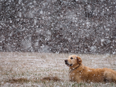 снег, поле, Собака