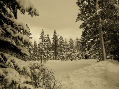 winter, Зима, снег, природа, sepia, лес