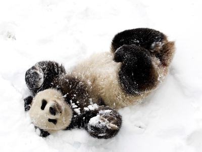 Медведь, панда, снег, зима