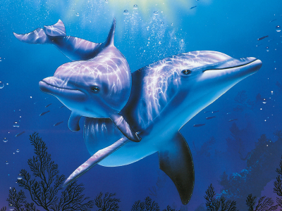 Christian, дельфин, море, голубое, красиво, riese, аквариум