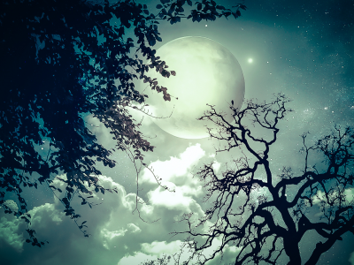 звезды, Ночь, деревья, луна, ветви
