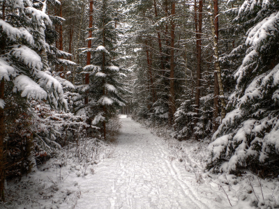 Лес, зима, снег, хвойные, следы, дорожка, ель