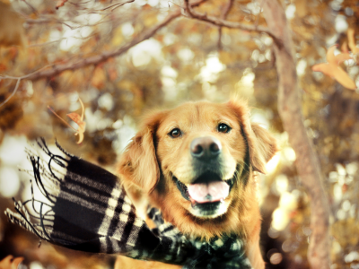 шарф, Собака, осень, золотистый ретривер