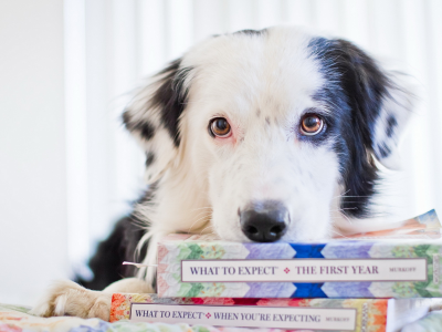 взгляд, Собака, книги