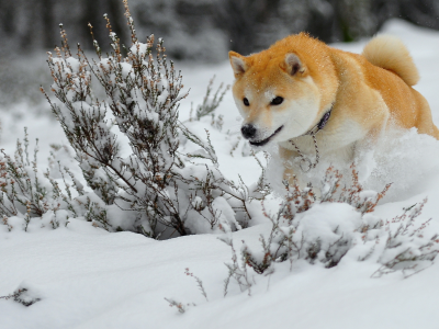 Собака, снег, зима