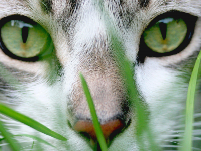 Кошка, трава, зеленые, глаза, морда