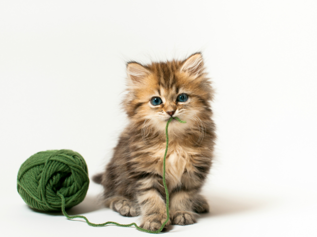 кошка, Daisy, клубок, котенок, c benjamin torode, зеленые нитки