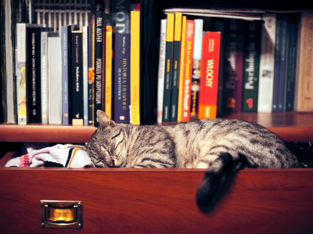 шкаф, книги, сон, Кошка, одежда, полка