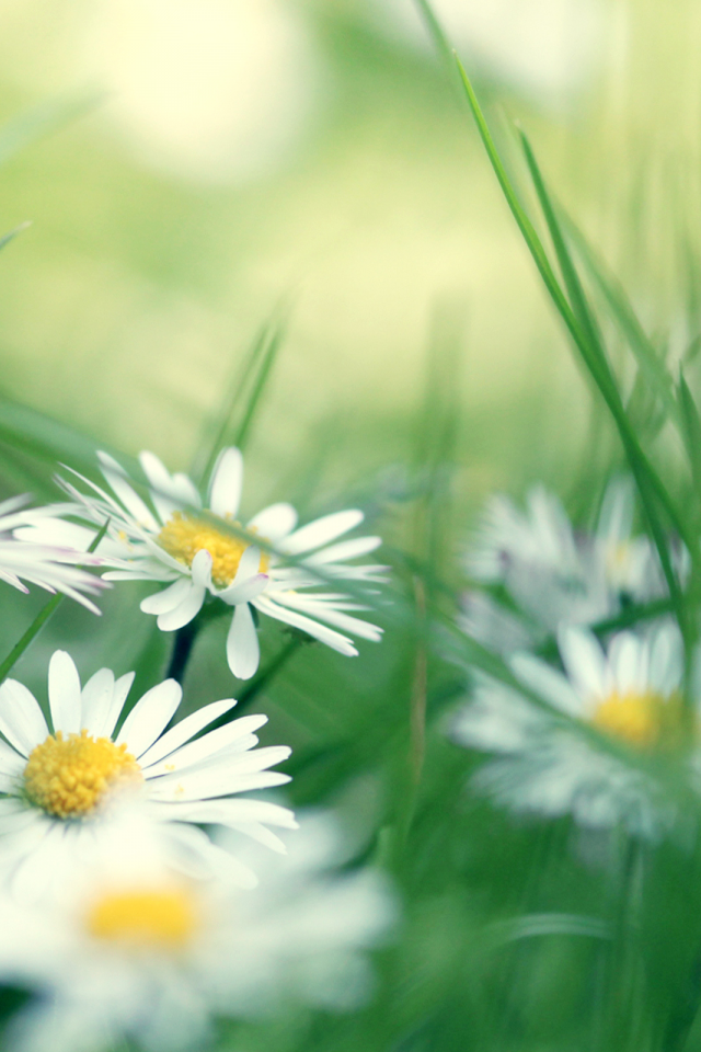 трава, ромашки, Daisies