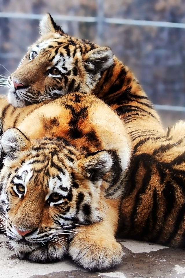 panthera tigris altaica, тигрята, Амурский тигр