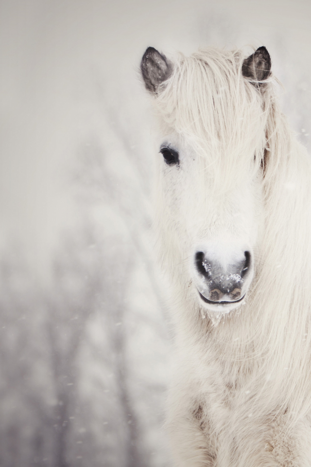 лошадь, Снежная, белая, снег