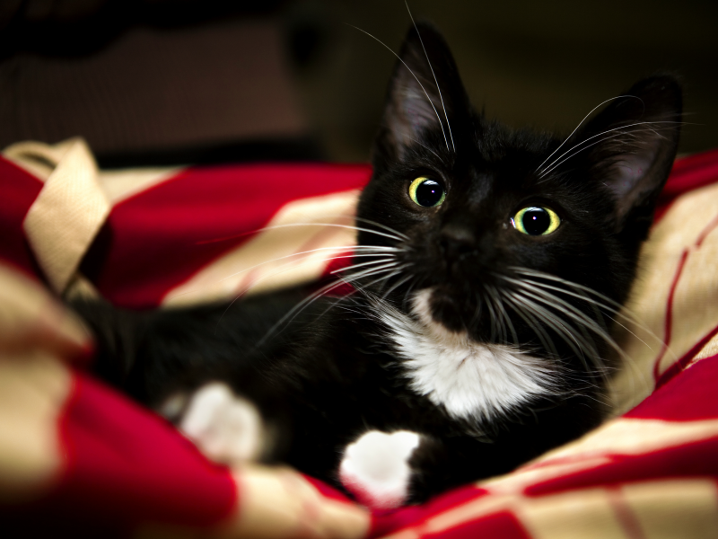 paw, white, sweet, kitten, blanket, Red, animal, котенок, красный, pet, black, cat