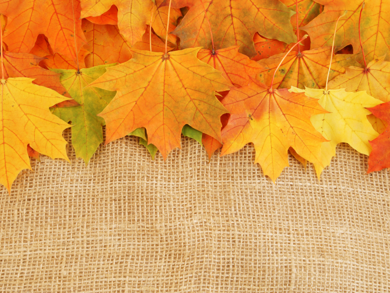 яркие краски, Листья, увядание, осень