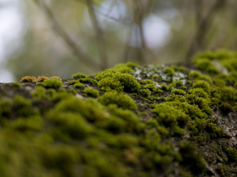 мох, кора, forest, холмы, moss, bark, лес, hills