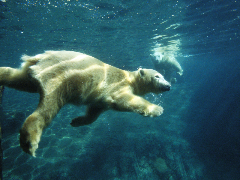 под водой, плавание, Белый медведь