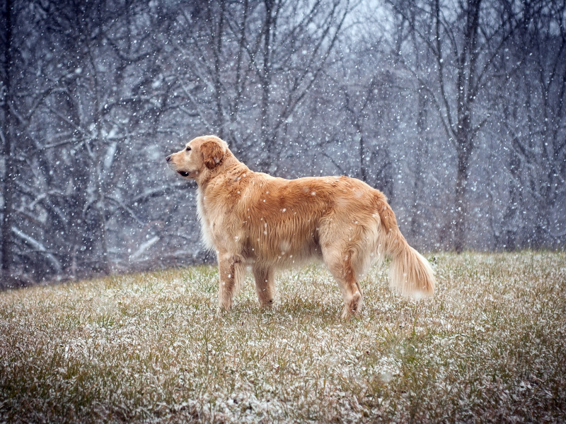 зима, поле, Собака