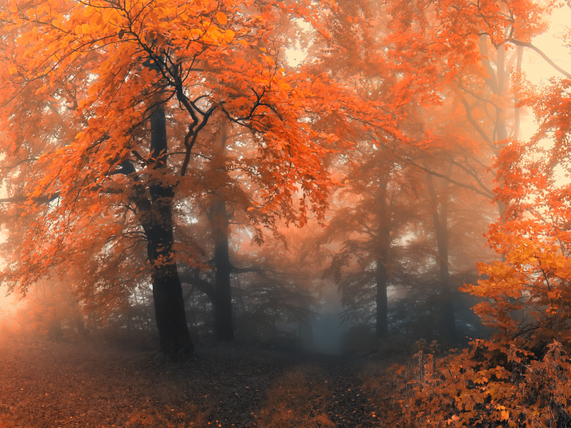 лес, деревья, туман, Осень