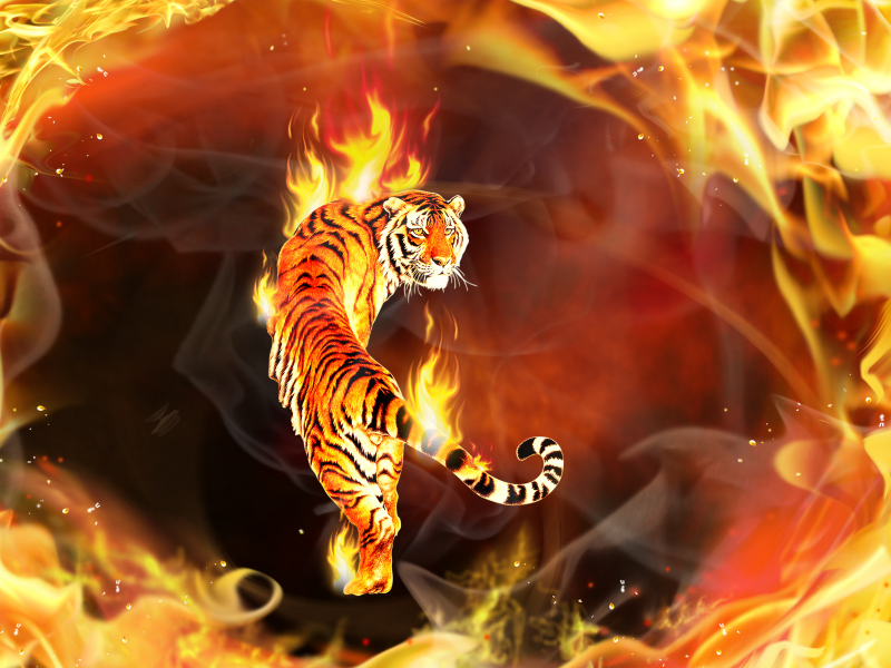 Тигр, вокруг, объятый, пламя, его, пламенем
