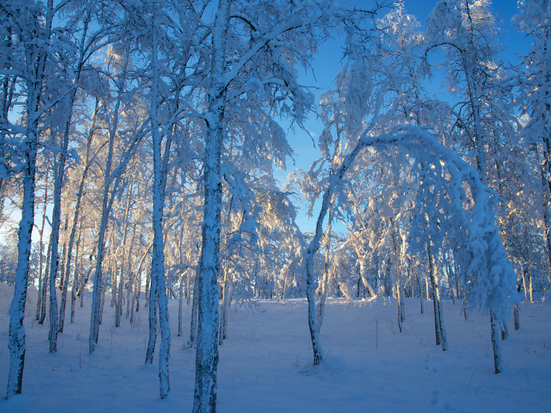 снег, деревья, швеция, зима, Sweden