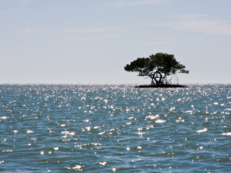 Море, мангры, остров