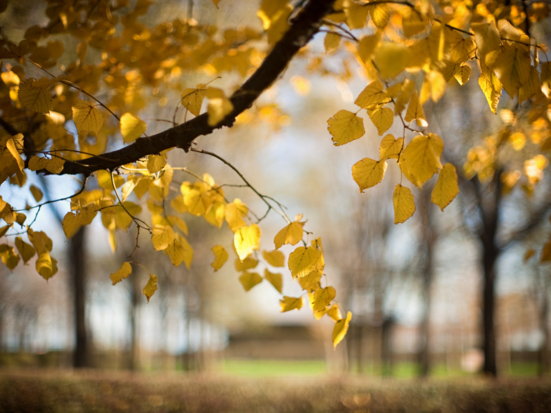 размытость, осень, природа, ветка, Дерево, листья