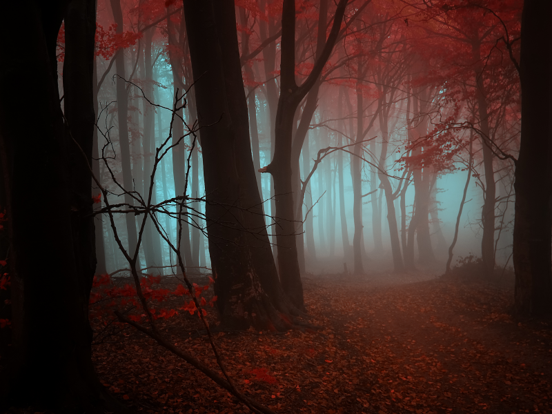  лес, деревья, Осень, туман, листья, красный