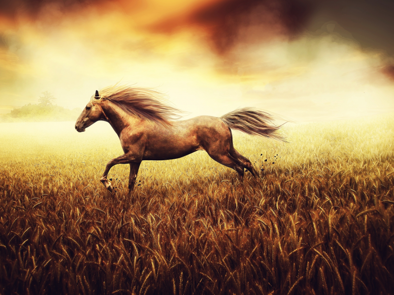конь, фон, хвост, пшеница, рисунок, Свобода духа, поле