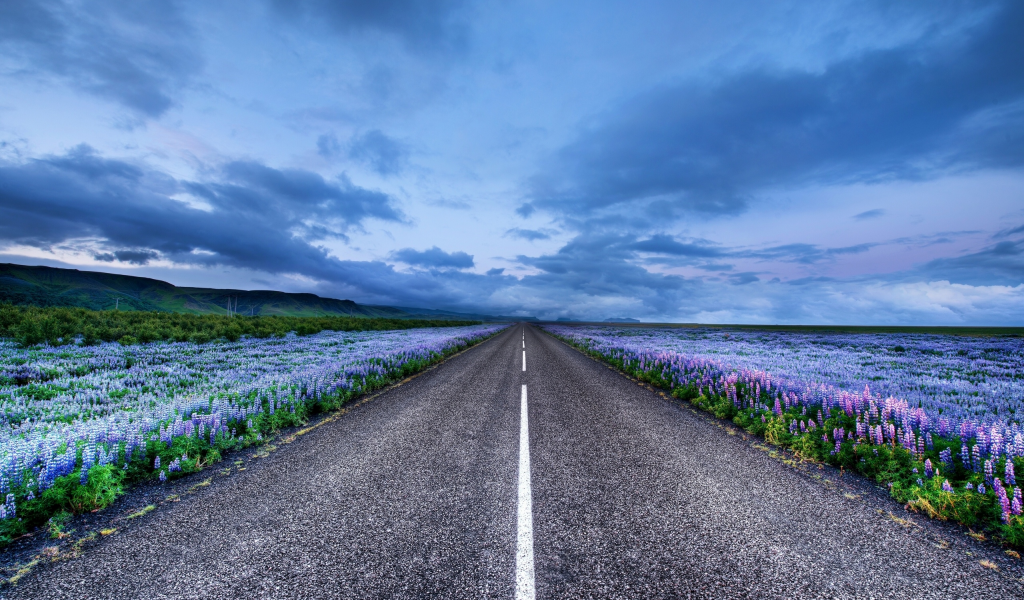 люпин, исландия, Iceland, луга, дорога, цветы, горизонт