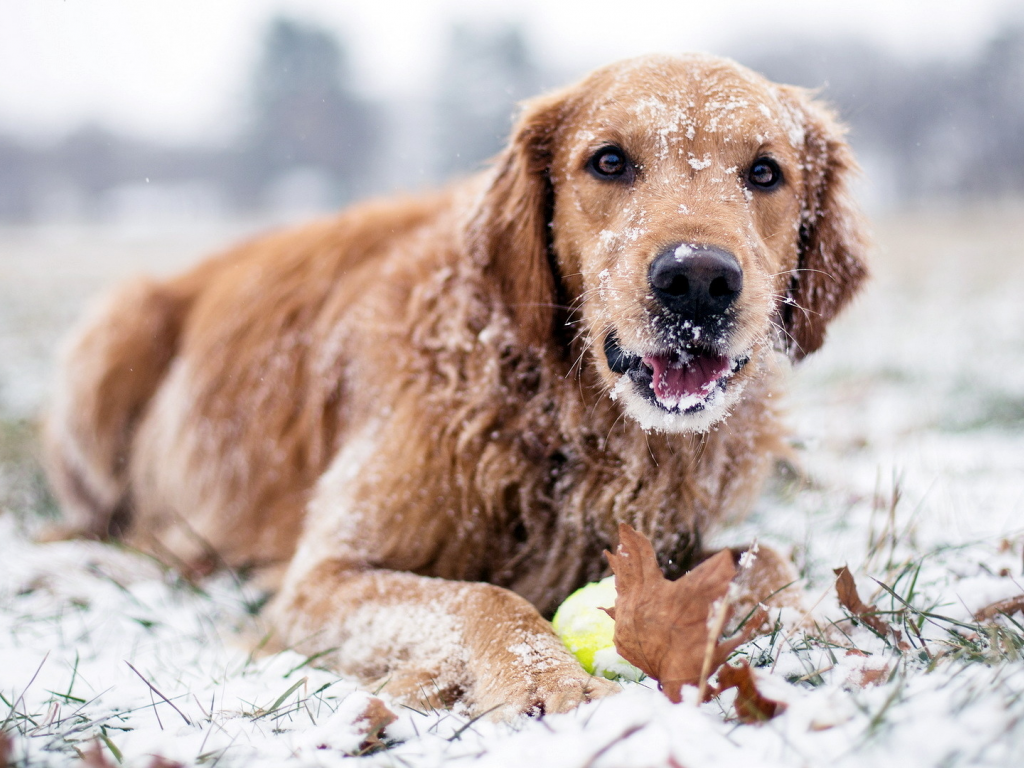 снег, зима, Собака