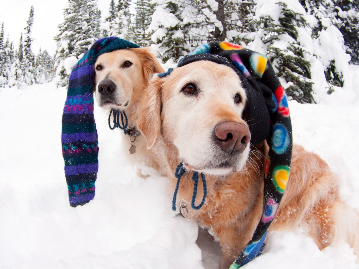 Собаки, шапки, зима