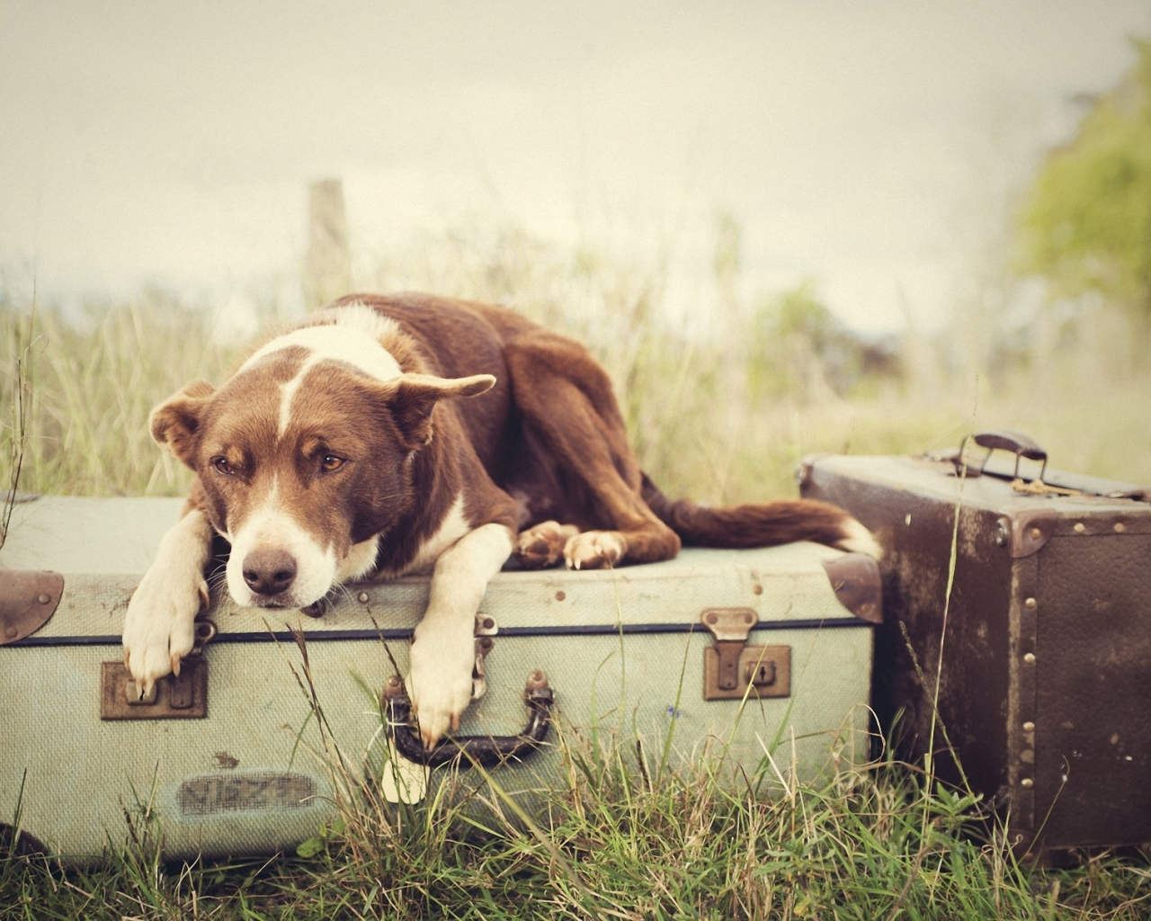 чемоданы, трава, багаж, Собака