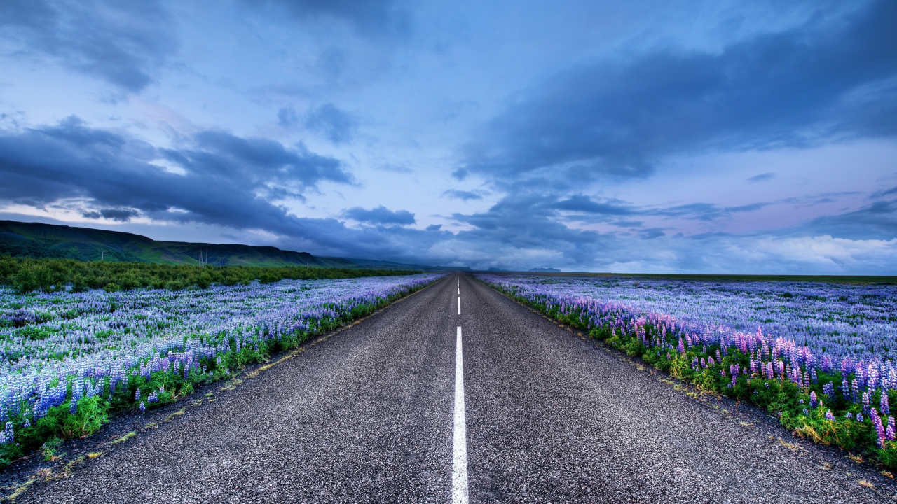 люпин, исландия, Iceland, луга, дорога, цветы, горизонт