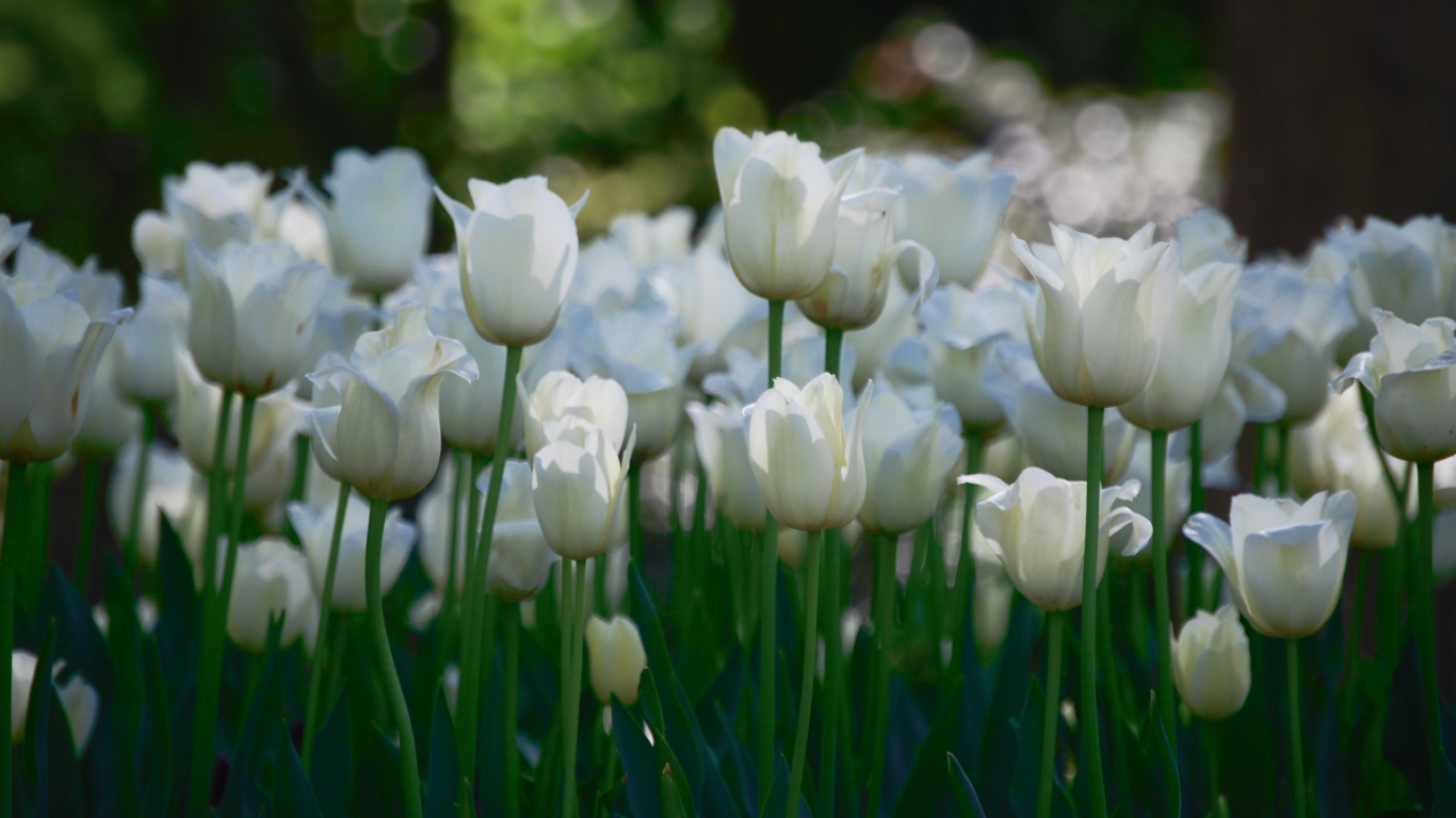 много, Белые, цветы, тюльпаны