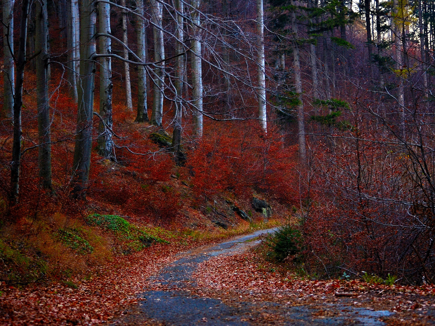 красные, осень, листья, лес, Дорога, деревья