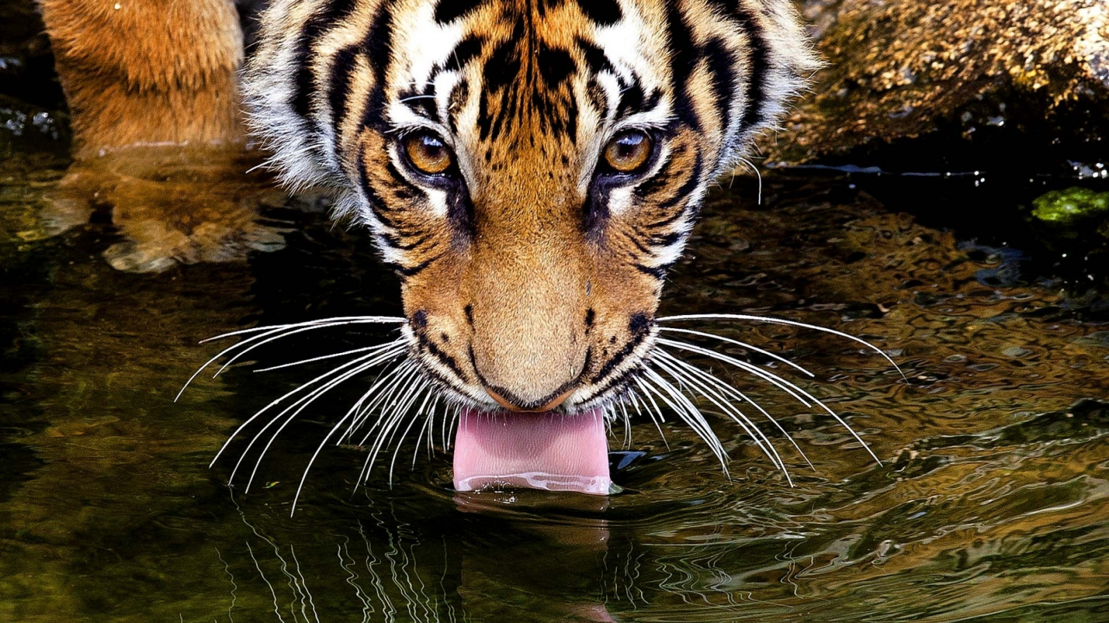 пьёт, язык, усы, глаза, вода, Тигр, взгляд, tiger