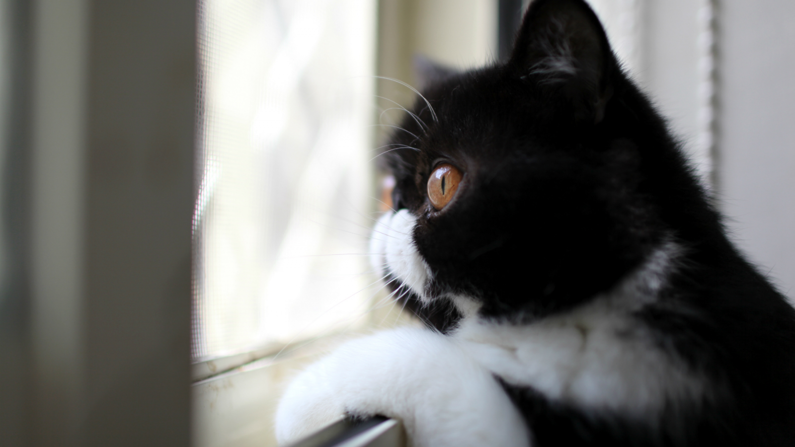 смотрит в окно, окрас, профиль, Кот, взгляд, черно-белый