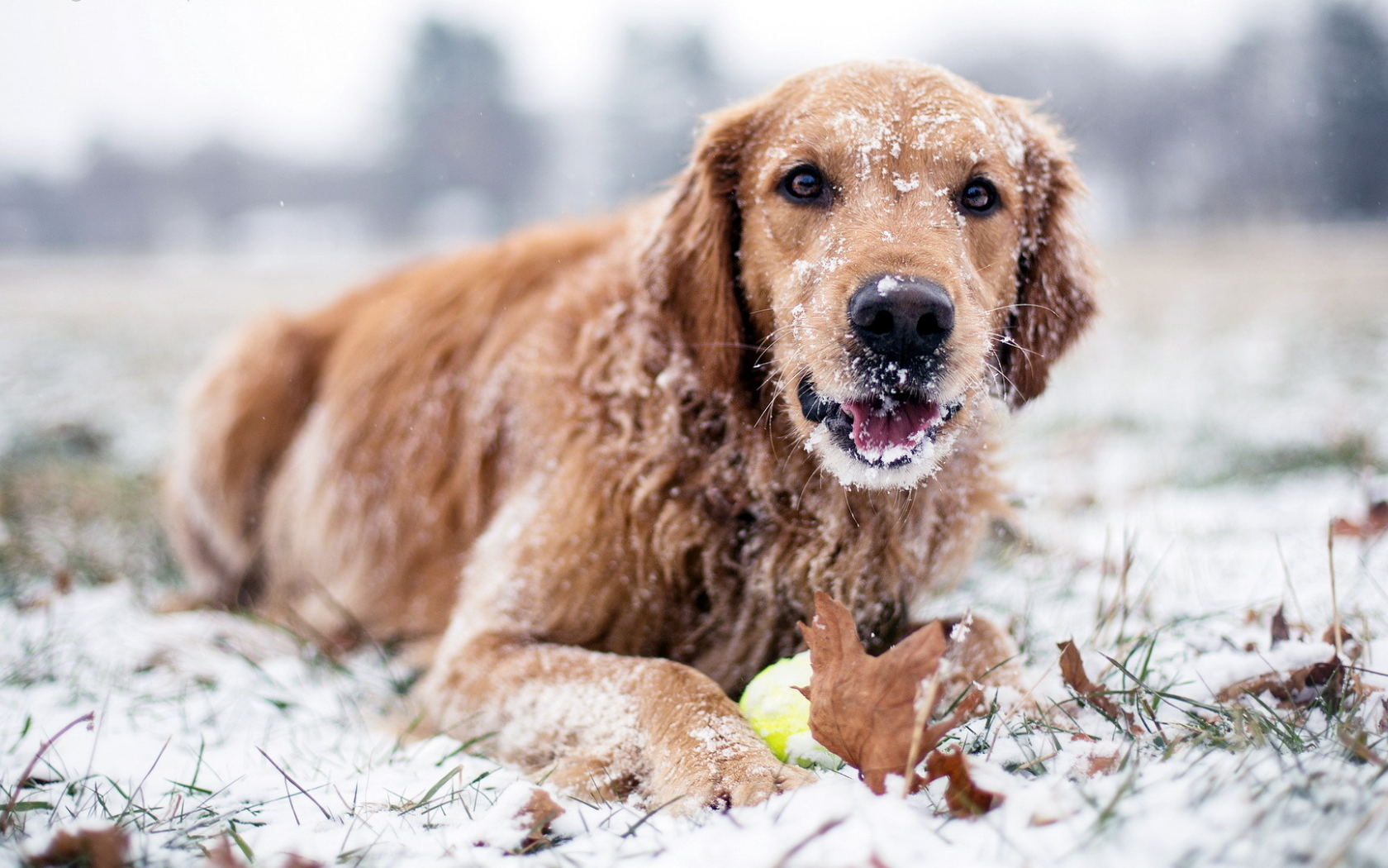 снег, зима, Собака