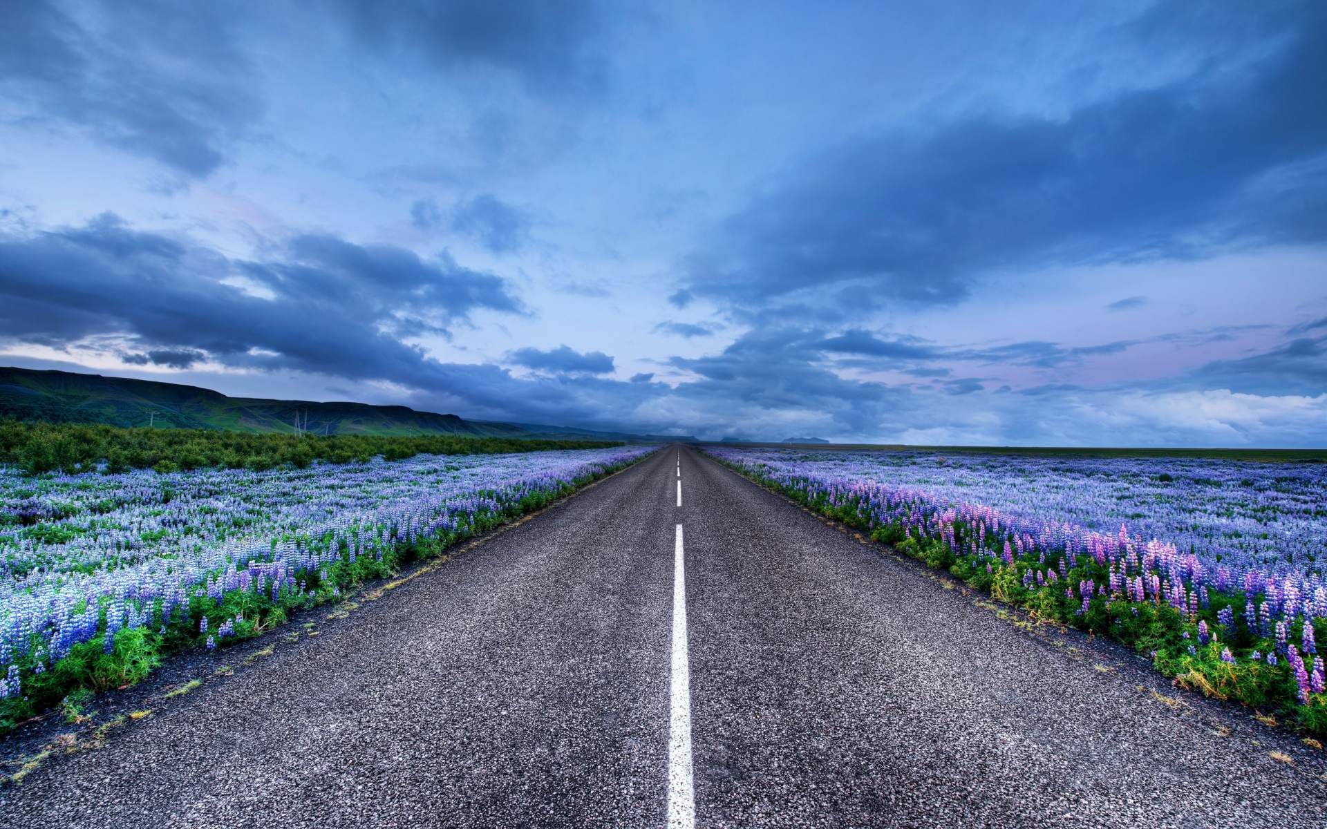 люпин, исландия, Iceland, луга, дорога, цветы, горизонт