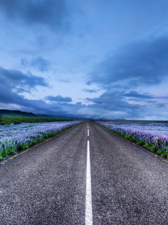 люпин, исландия, Iceland, луга, дорога, цветы, горизонт