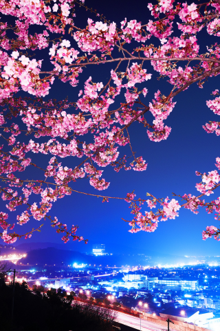сакура, Shin mimura, цветущая вишня, япония, шоссе