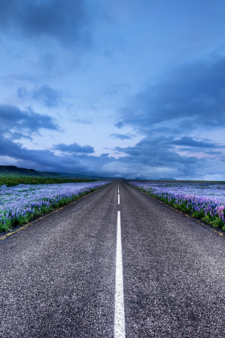 люпин, исландия, Iceland, луга, дорога, цветы, горизонт