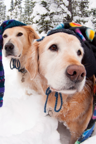 Собаки, шапки, зима
