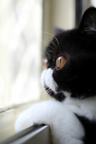 смотрит в окно, окрас, профиль, Кот, взгляд, черно-белый