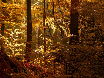 лес, осень, солнечный свет